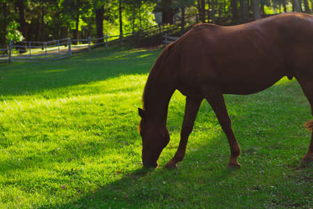 A closeup shot of a beautiful horse eating grass with blurred natural background