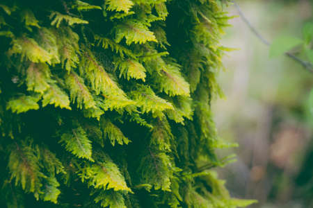 A beautiful closeup shot of green leaves on a tree