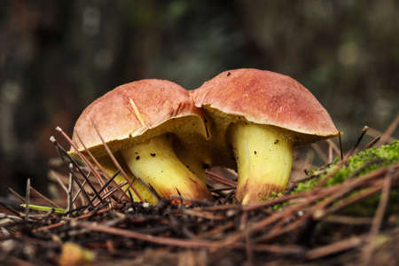 Two Xerocomellus redeuilhii fungi growing from pine-needle covered moss  on floor of Aleppo pine...