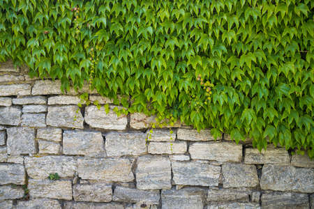 The green leaves covering half of a stone wall diagonallyの写真素材