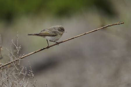 Eastern Bonelliâs warbler, Phylloscopus orientalis  on spring migration, stopping over at Ghadira Nature Reserve, Malta,  Mediterraneanの写真素材