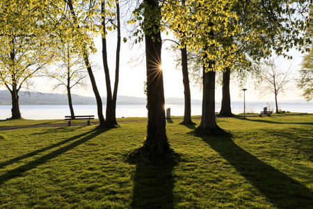 A beautiful shot of trees against the sun rays with its shadowsの写真素材