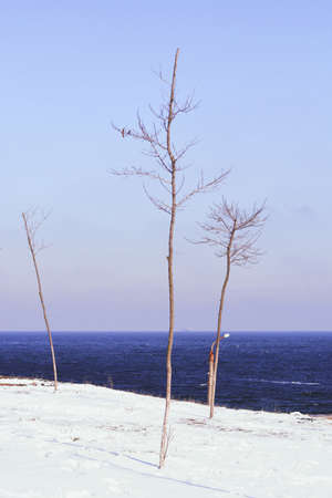 Three dry short trees with no leafs on a sandy beach with a dark blue sea and clear sky in the backgroundの写真素材