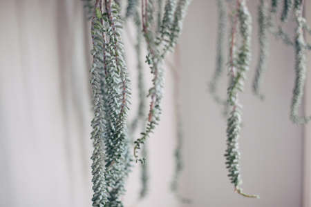 A closeup focused shot of hanging leaves of a plantの写真素材
