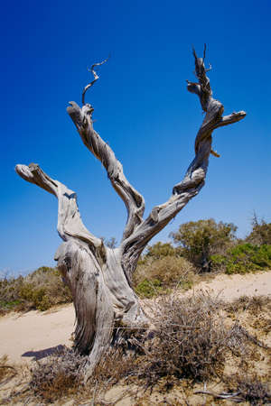 A vertical shot of an ancient tree in the protected natural reserve Chrissy island, Greece