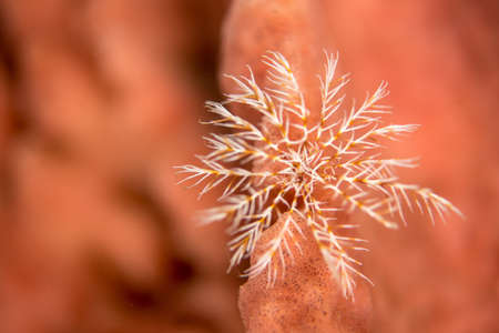A shallow focus closeup shot of a white sea star in the seaの写真素材