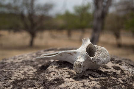 View of a dry white bone of an animal placed on a rockの写真素材