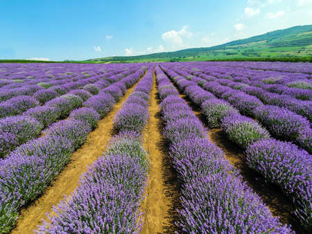 A mesmerizing scenery of field with rows of flowering lavenderの写真素材