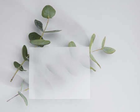 A closeup shot of two branches of a plant on a white background under a square napkin