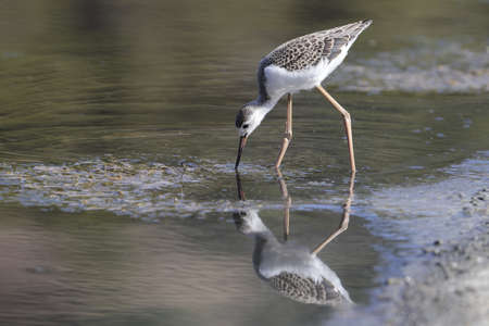 Juvenile of the year Black-winged stilt Himantopus himantopus foraging in shallow water, Ghadira...