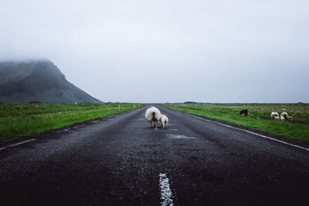 Sheep on the road in Iceland.の写真素材