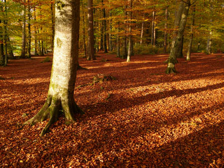 A beautiful shot of an autumnal forest with lots of treesの写真素材