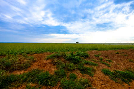 A grassy field with trees under a cloudy skyの写真素材