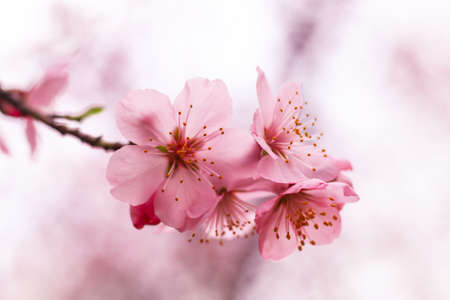 Beautiful blooming light pink cherry blossom