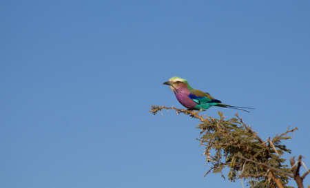 An adorable lilac-breasted roller sitting on a tree branch in Kruger National Park, South Africaの写真素材