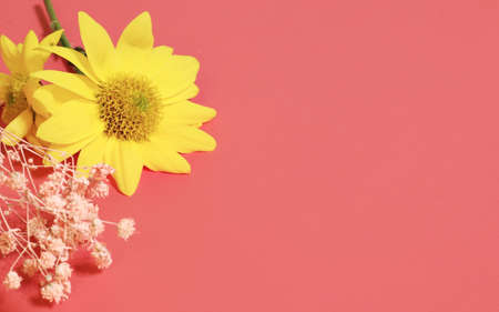 Sun flower on pink background with copy space for message. Greeting card for Valentine's Day,の写真素材
