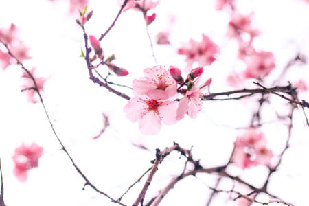 Beautiful blooming light pink cherry blossom