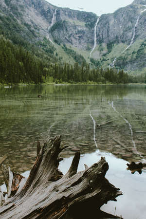 A vertical shot of a broken tree in Avalanche Lake near a forest and a mountain in the background at Glacier National Park, Montana, USAの写真素材