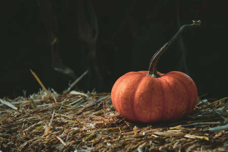 A closeup shot of a fresh pumpkin on dry grassの写真素材
