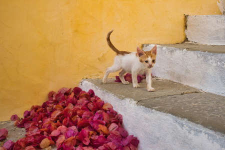 A cute white and brown cat on the stairs near the yellow wall and pink leaves in Symi, Greece