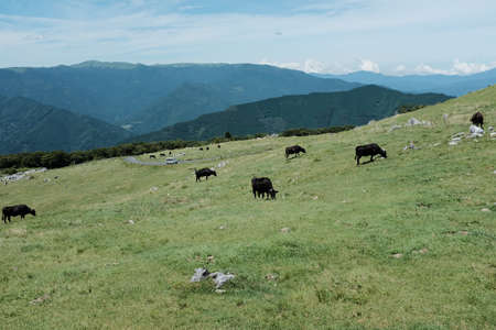 A wide shot of brown cows grazing in the grass field on a hill surrounded by mountains under a blue skyの写真素材