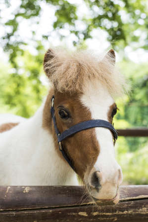 A vertical selective focus shot of a white and brown horse in the fenced farmlandの写真素材