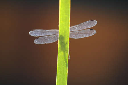 A selective closeup shot of the wings of a dragonfly on a green plant branch