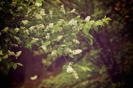 The tree branches with beautiful white flowers on blurred background