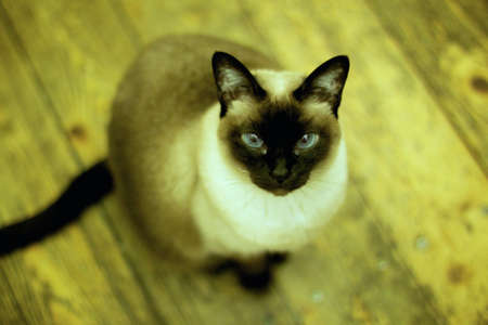 A high angle shot of an adorable Siamese cat on blurred background