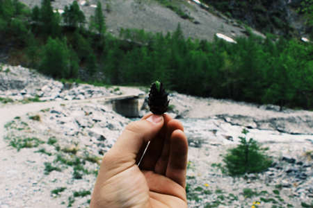 A selective closeup shot of a person holding a small black cone on the background of green trees