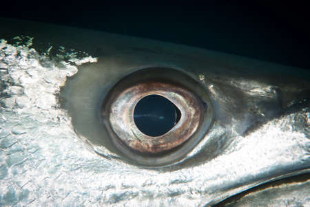 A macro shot of an eye of a Barracuda fish under the waterの写真素材