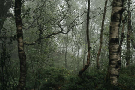 A beautiful shot of trees in the forest