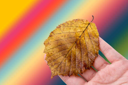 A selective focus shot of human hand holding a dry leaf on rainbow multicolour backgroundの写真素材
