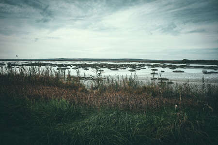 A dark shot of the coast of the sea with tall grass overgrowth under cloudy gloomy skyの写真素材