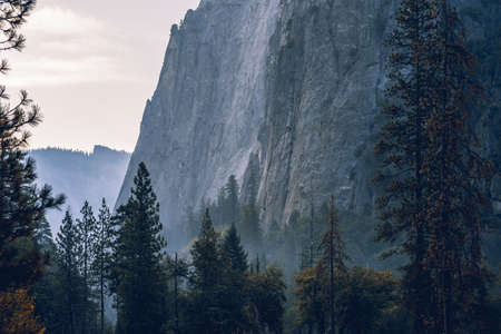 The breathtaking astonishing scenery of a beautiful forest in the countrysideの写真素材