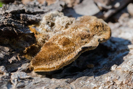 Brown lichens and fungus growing on a rough surface in the Maltese countryside, Malta.