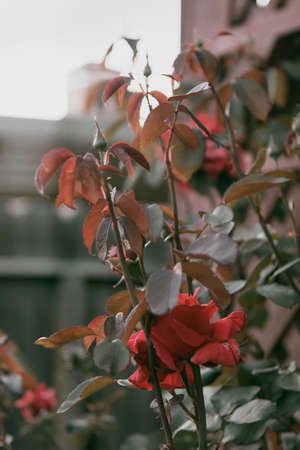 A beautiful shot of flowers and plants in a garden