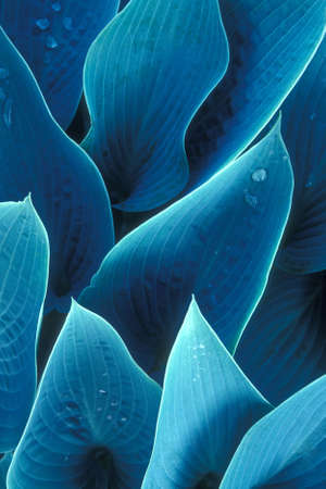 A vertical closeup shot of blue leaves with water droplets on them