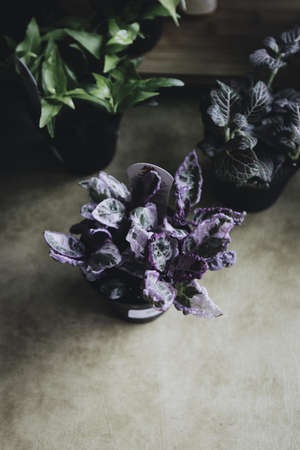 A closeup shot of beautiful miniature green plants in ceramic pots indoorsの写真素材
