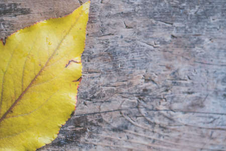 A closeup shot of a beautiful golden Autumn leaf on a gray wooden backgroundの写真素材