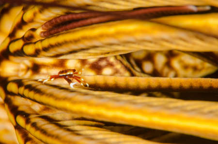 A shallow focus closeup shot of a yellow crab in the seaの写真素材