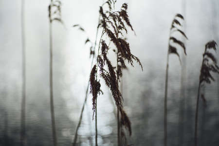 A close shot of dry plants with a blurred background