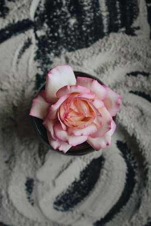 A vertical shot of a beautiful pink flower on a black and white dusty backgroundの写真素材