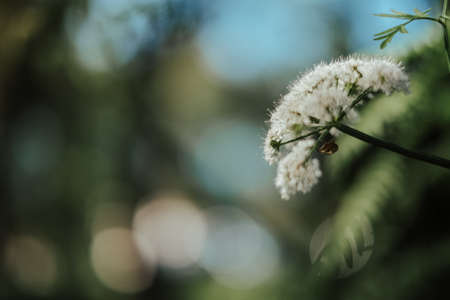 A macro shot of a white Baltic Parsley plant on blurred backgroundの写真素材
