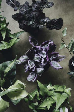 A closeup shot of beautiful miniature green plants in pots indoorsの写真素材