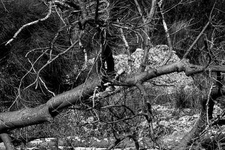A grayscale shot of tree branches