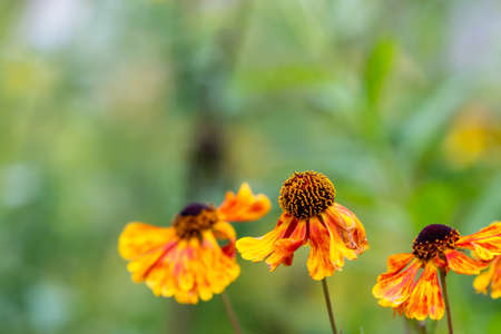 A selective focus shot of a common sneezeweed in the gardenの写真素材