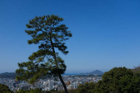 A beautiful shot of a tree on a hill near city buildings with a clear sky in the background