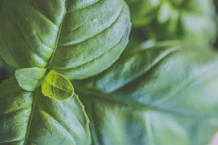 A closeup shot of beautiful green leaves indoorsの写真素材