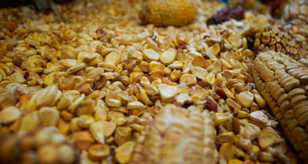 A selective focus shot of old dried corn with blurred backgroundの写真素材